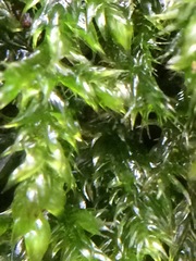 Herzogiella seligeri