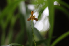 Prosthechea livida