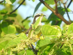 Coereba flaveola caboti