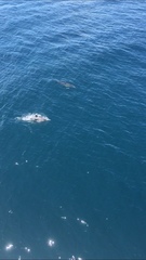 Delphinus