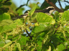 Coereba flaveola caboti