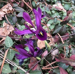 Iris reticulata