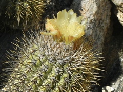 Copiapoa decorticans