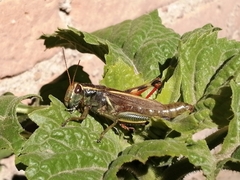 Melanoplus thomasi