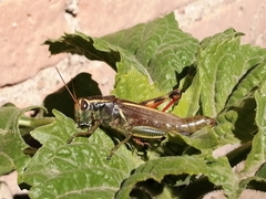 Melanoplus thomasi
