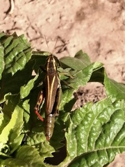 Melanoplus thomasi