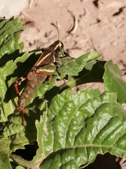 Melanoplus thomasi