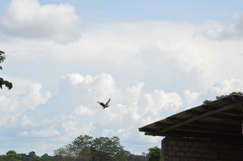 Palm-nut Vulture
