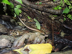 Eutropis multifasciata