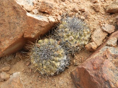 Copiapoa humilis variispinata