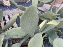 Opuntia ficus-indica
