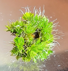Syntrichia virescens