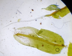 Syntrichia virescens