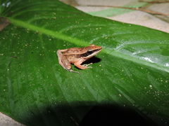 Indosylvirana nicobariensis