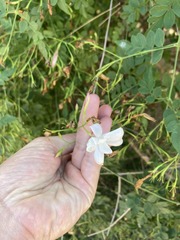 Jasminum grandiflorum