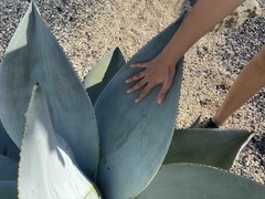 Agave