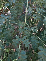 Jasminum grandiflorum
