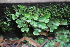 Marchantia foliacea