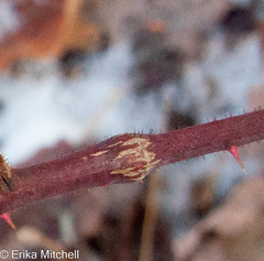 Neolasioptera nodulosa