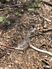 Austrogomphus australis