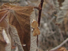 Acleris cervinana
