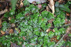 Marchantia foliacea