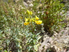 Calceolaria sclerophylla