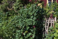 Malva assurgentiflora