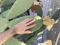 Opuntia ficus-indica