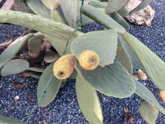 Opuntia ficus-indica
