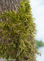 Brachythecium laetum