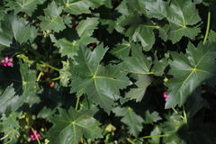 Malva assurgentiflora