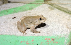 Limnonectes conspicillatus