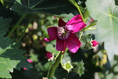 Malva assurgentiflora