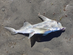 Callorhinchus callorynchus