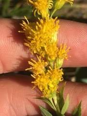 Solidago elongata