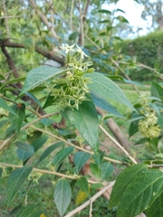 Cestrum strigilatum
