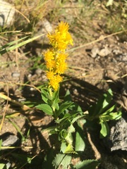 Solidago elongata