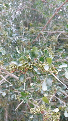 Searsia longispina