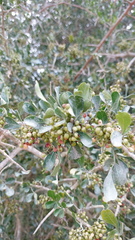Searsia longispina