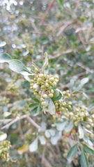 Searsia longispina
