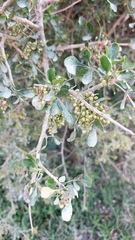 Searsia longispina