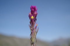Castilleja profunda