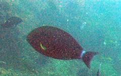 Acanthurus grammoptilus