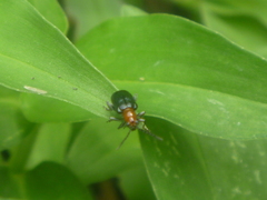 Coleoptera