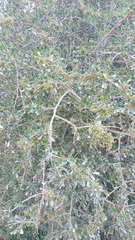 Searsia longispina