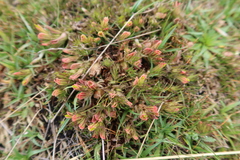 Castilleja pumila