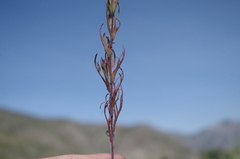 Castilleja profunda