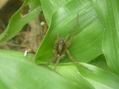 Lycosidae