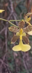 Oncidium unguiculatum
